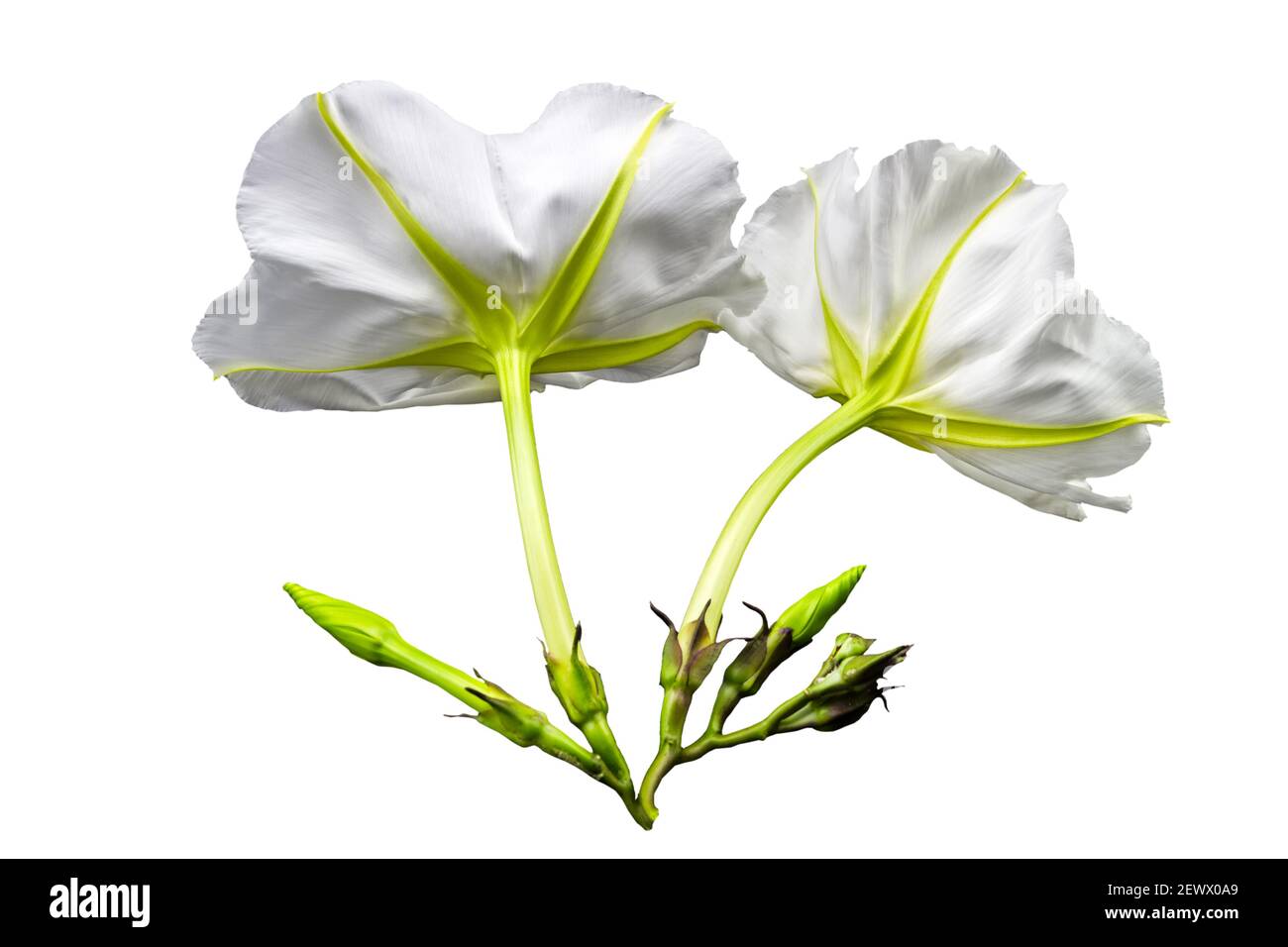 Close up Ipomoea alba on white background.Saved with clipping path. Stock Photo