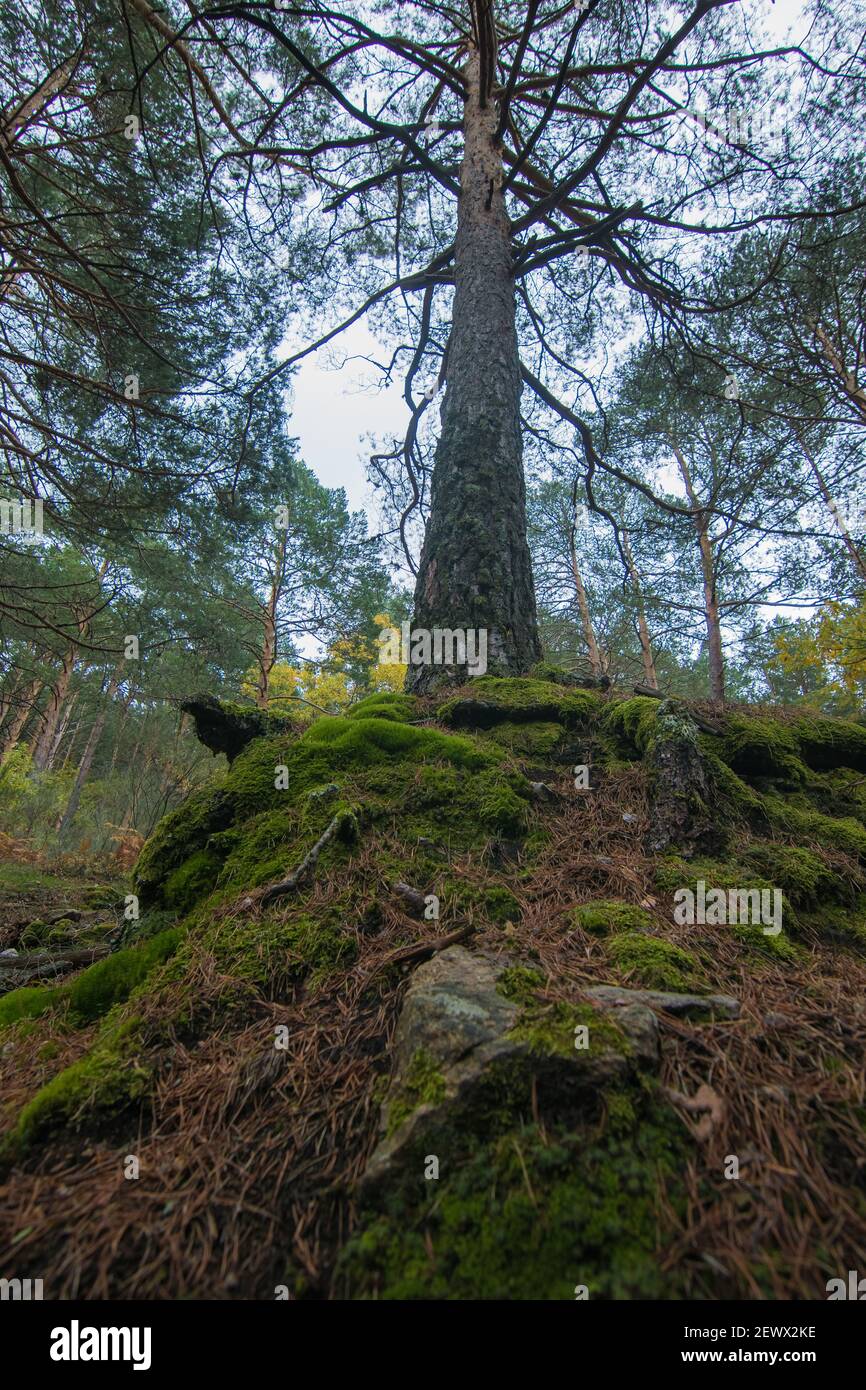 A low angle shot of a tree in a beautiful forest Stock Photo - Alamy