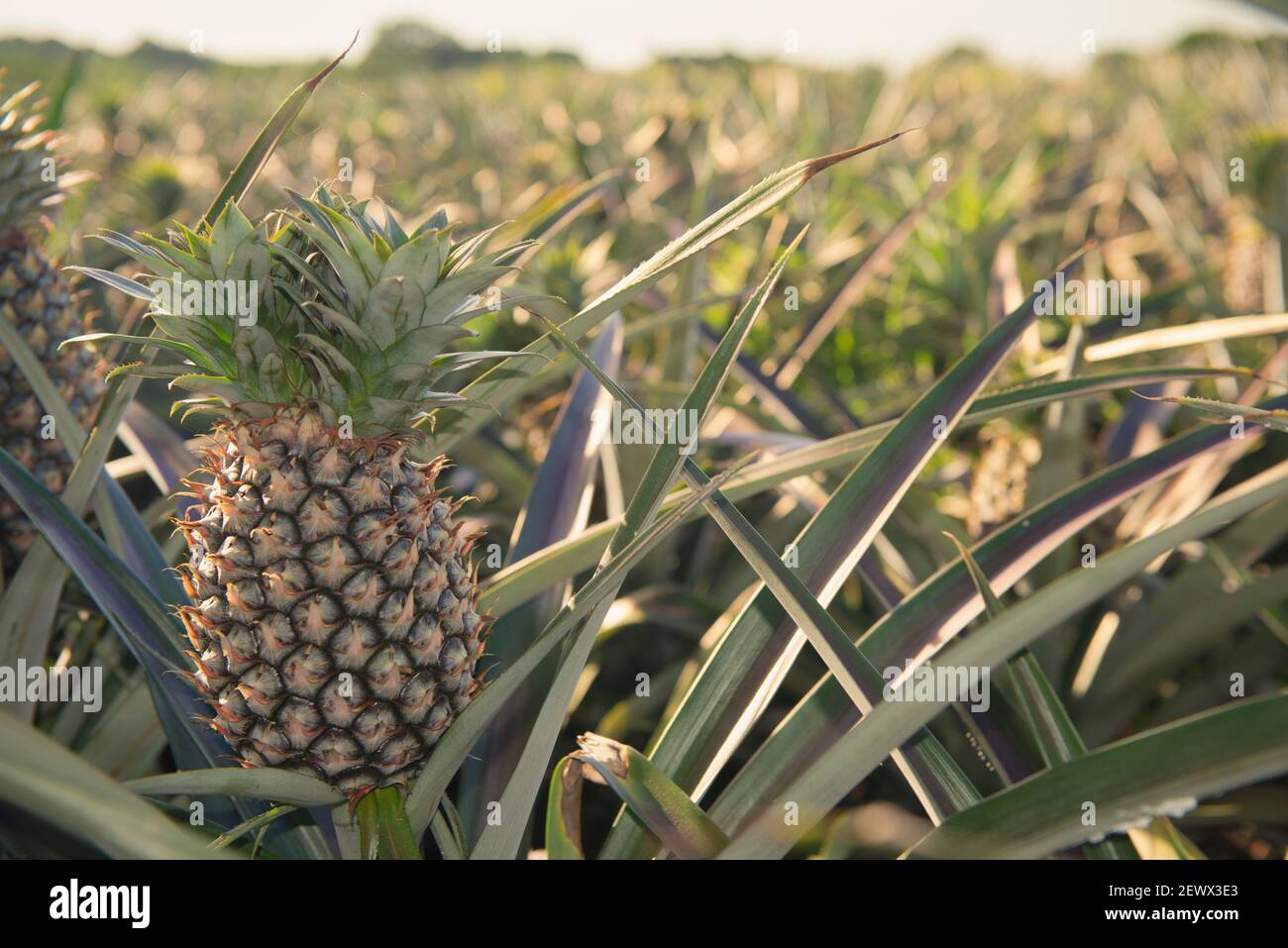 Pineapple field in Veracruz, Mexico Stock Photo Alamy