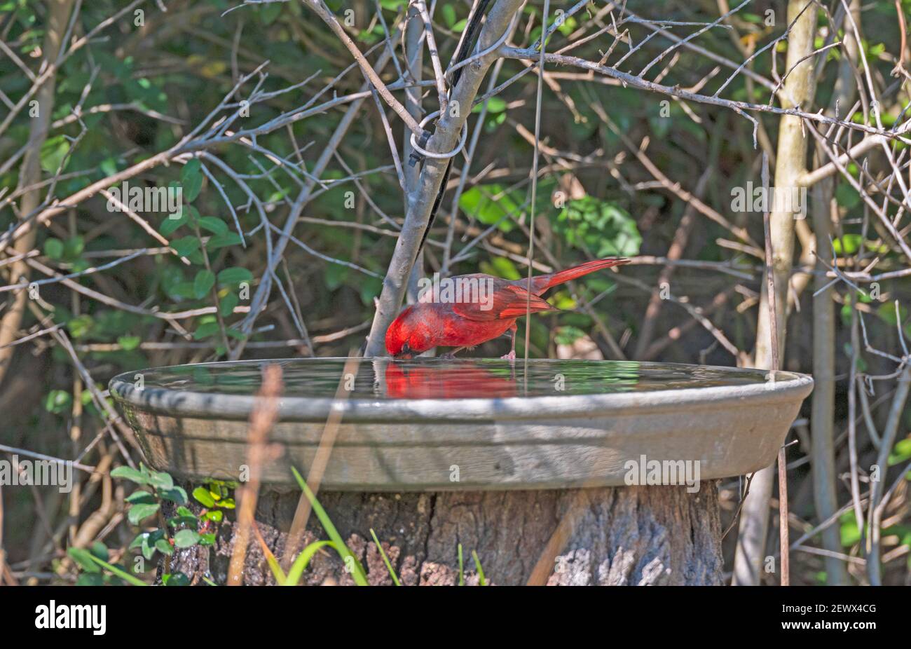 Northern Cardinal Drinking at a Bird Bath in Goose Island State Park in