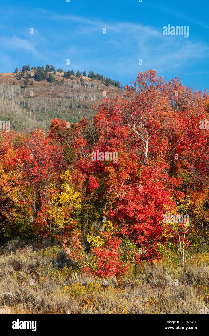 Aspens and maples in autumn, Wasatch Mountain State Park, Utah Stock Photo