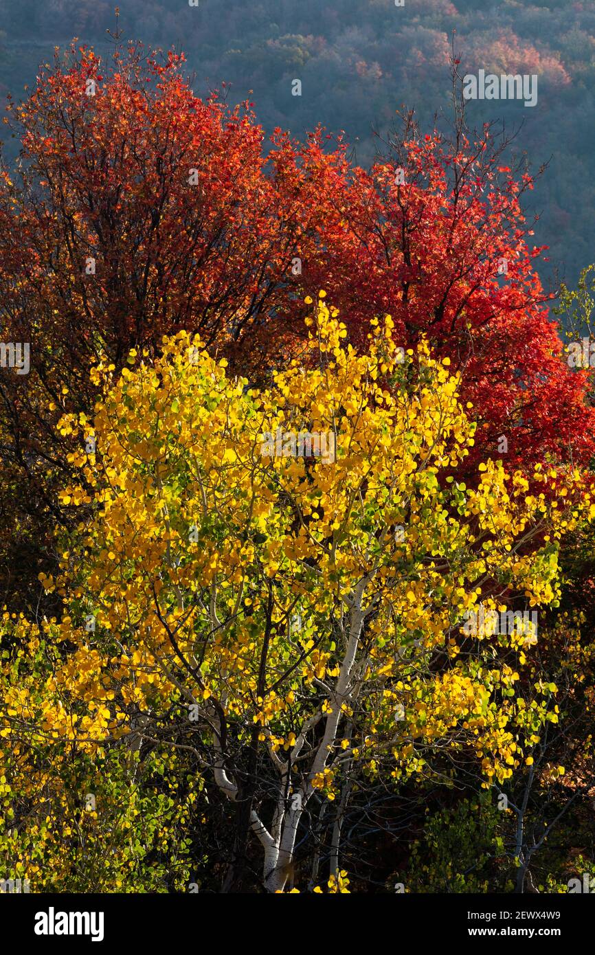 Aspens and maples in autumn, Wasatch Mountain State Park, Utah Stock Photo