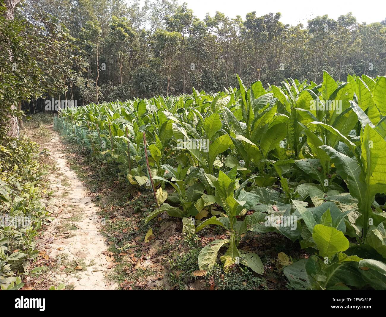 the real cost of tobacco The Real Cost – The Warrior Ledger