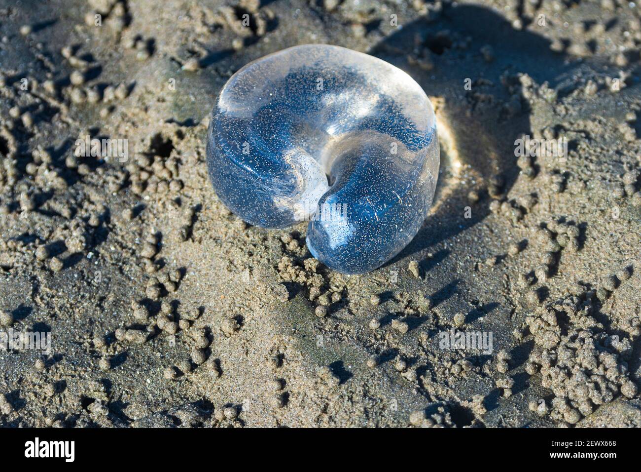 Snail eggs hi res stock photography and images Alamy