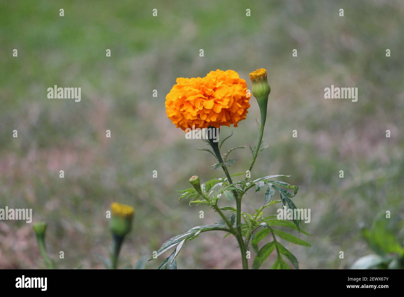 A Mexican marigold flower native to Mexico Stock Photo Alamy