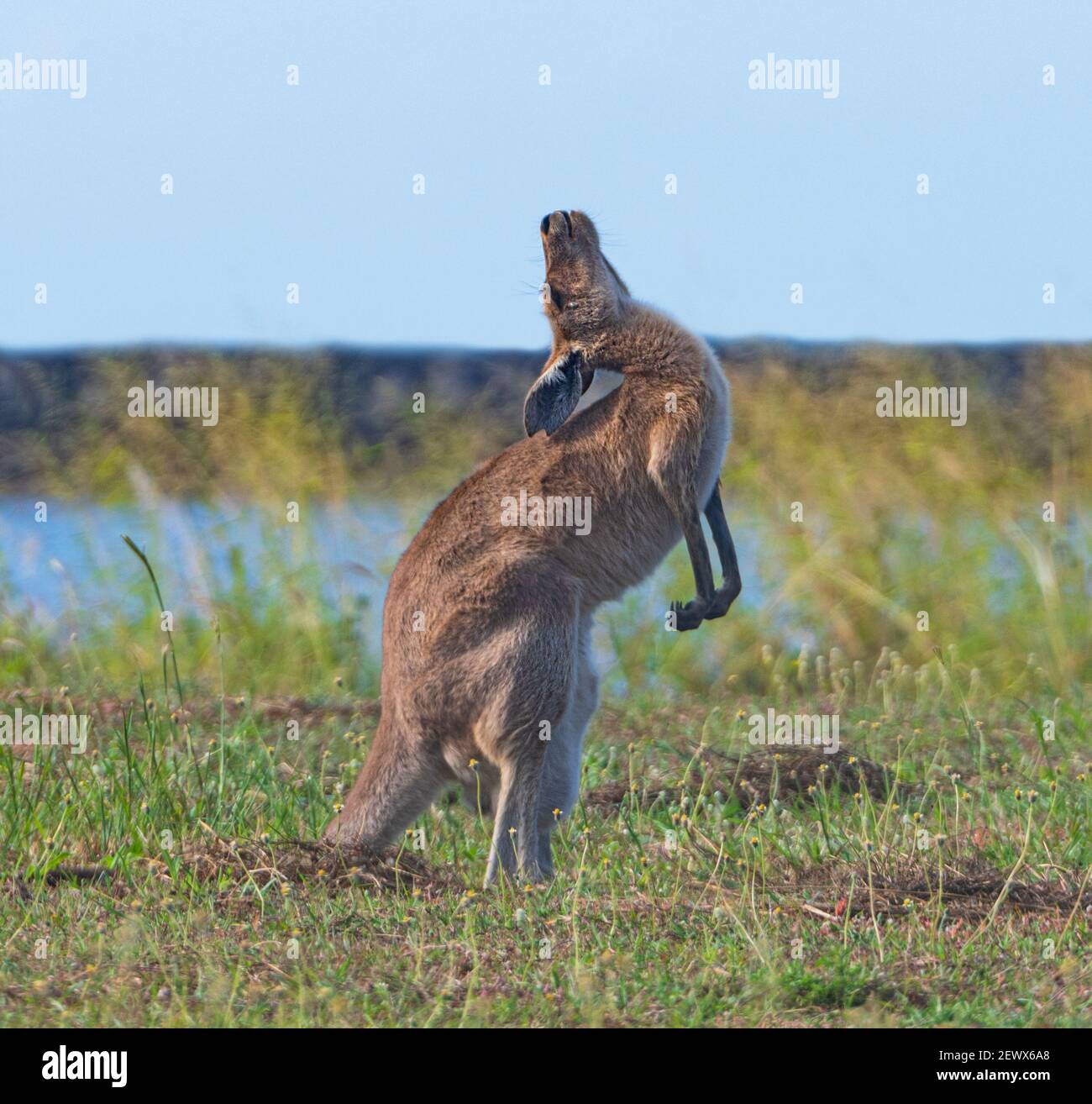 Behaviour shot of a female Eastern Grey Kangaroo (Macropus giganteus) regurgitating her food known as Merycism or rumination syndrome, Burnett Heads, Stock Photo