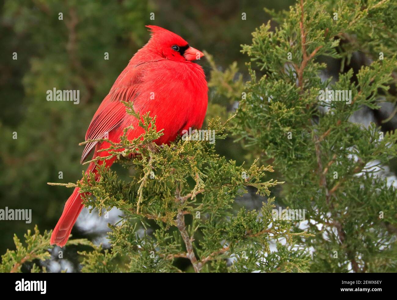Northern Cardinal sitting on a fir branch in winter, Quebec, Canada