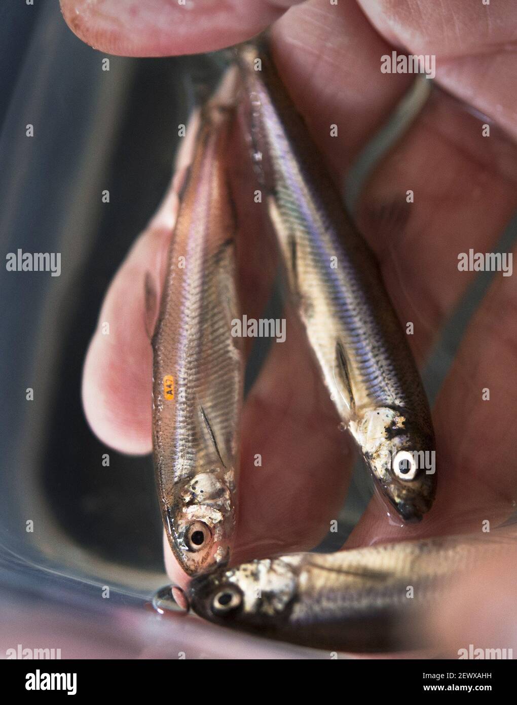 Delta smelt kept alive in hatcheries like these fish photographed in 2015 at the UC Davis Fish Conservation and Culture Lab in Byron, Calif., may be all that's left of the species. Fishery officials say Delta smelt this year plummeted perilously close to extinction. (Photo by Randy Pench/Sacramento Bee/TNS/Sipa USA) Stock Photo