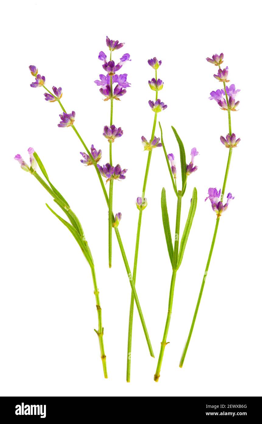 Lavender flowers bundle on a white background Stock Photo - Alamy
