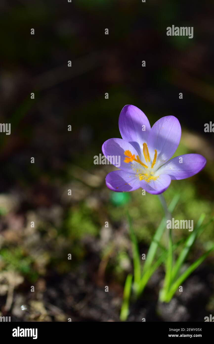 Purple crocus as a close up against a blurred background Stock Photo