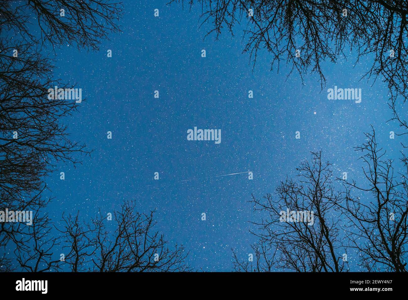 Night Sky Stars Above Oak Trees Branches In Early Spring. Natural Starry Sky Above Woods. Night Sky Background Stock Photo