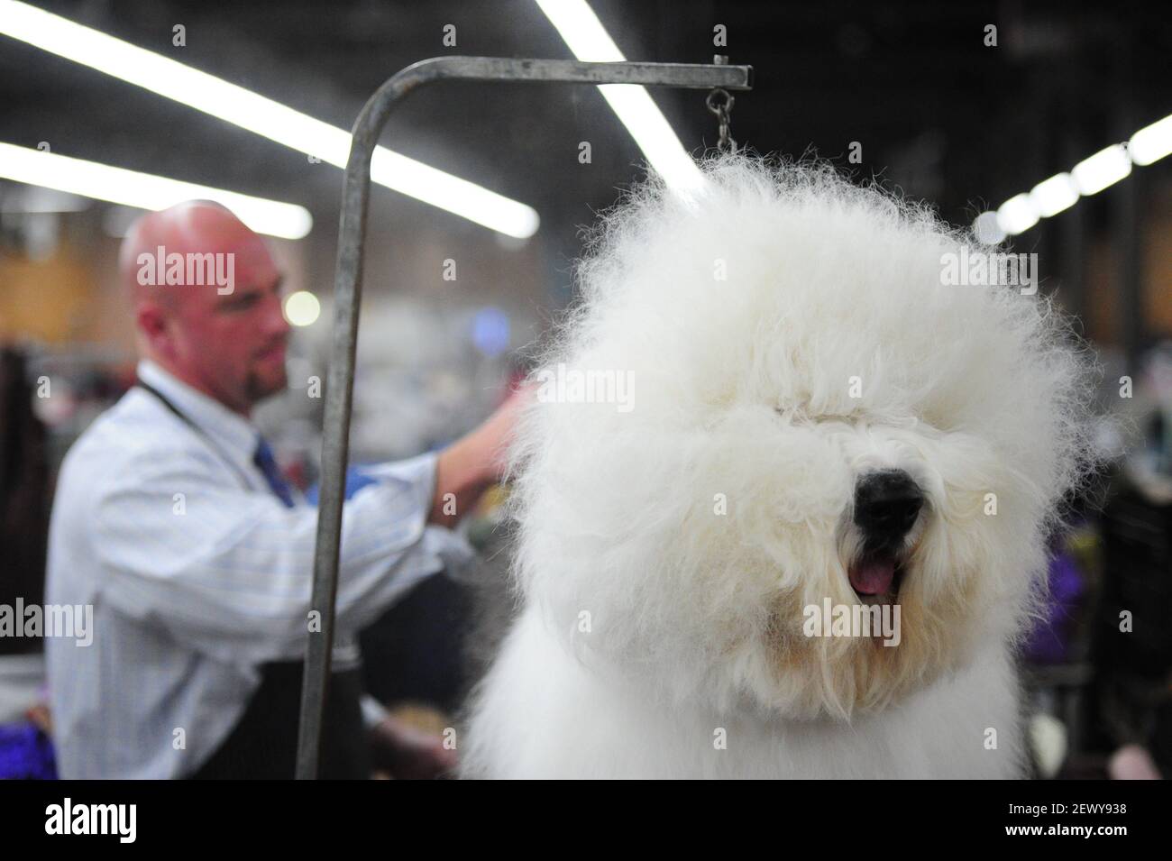 Swagger old english store sheepdog