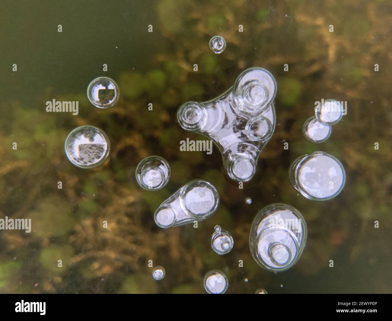Frozen weeds in the lake. Winter Stock Photo - Alamy