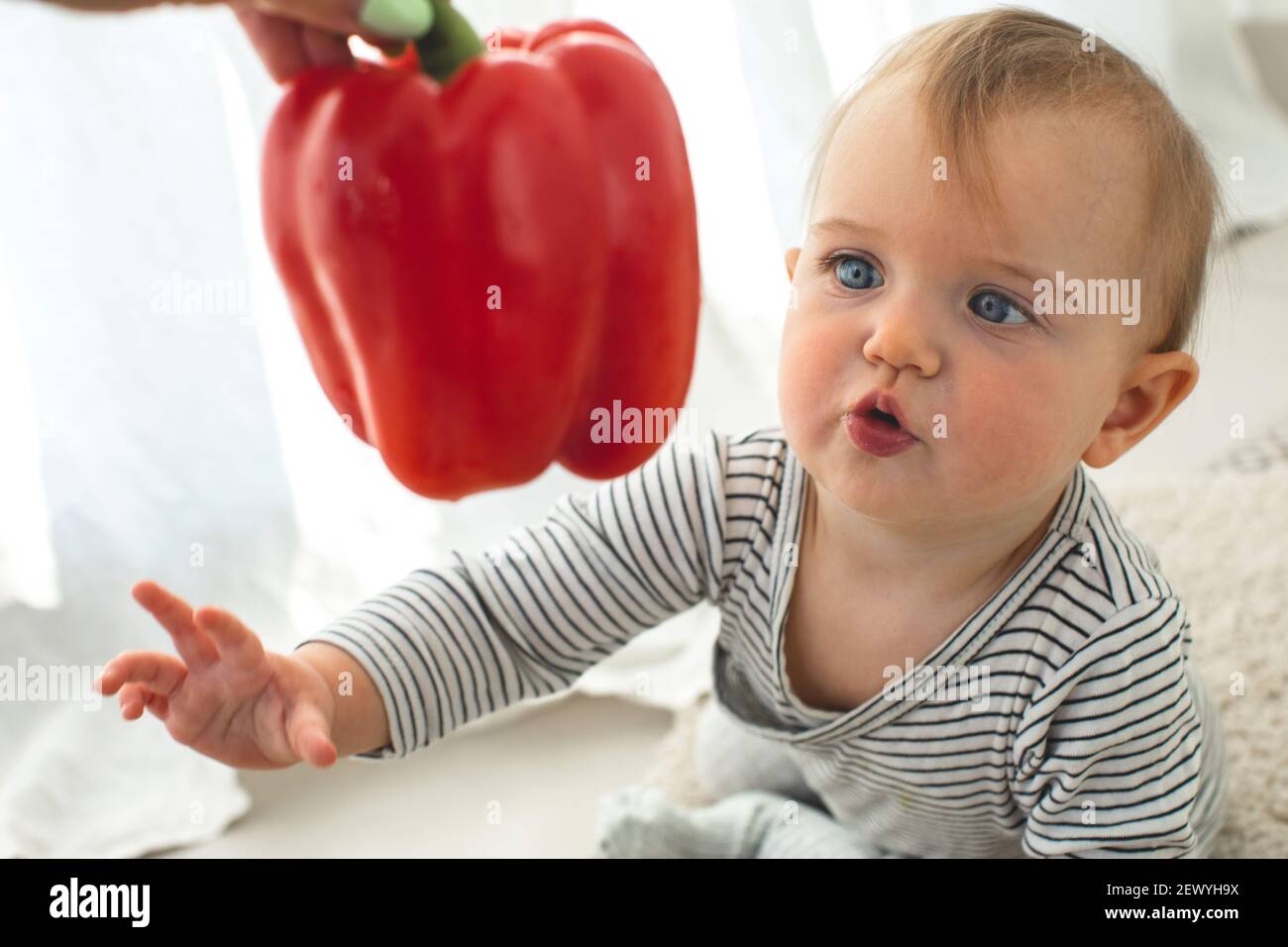 Cute baby girl are sitting with pepper white background interior. Funny child explores vegetable Stock Photo