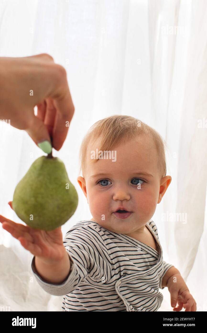 Cute baby girl are sitting whith pear white background interior. Funny child explores the fruit Stock Photo