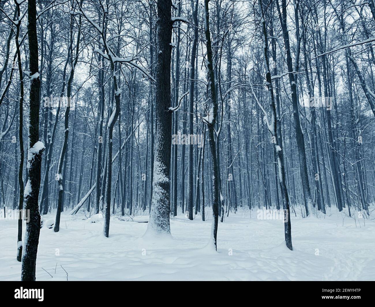Forest in winter. Snow covered trees Stock Photo - Alamy