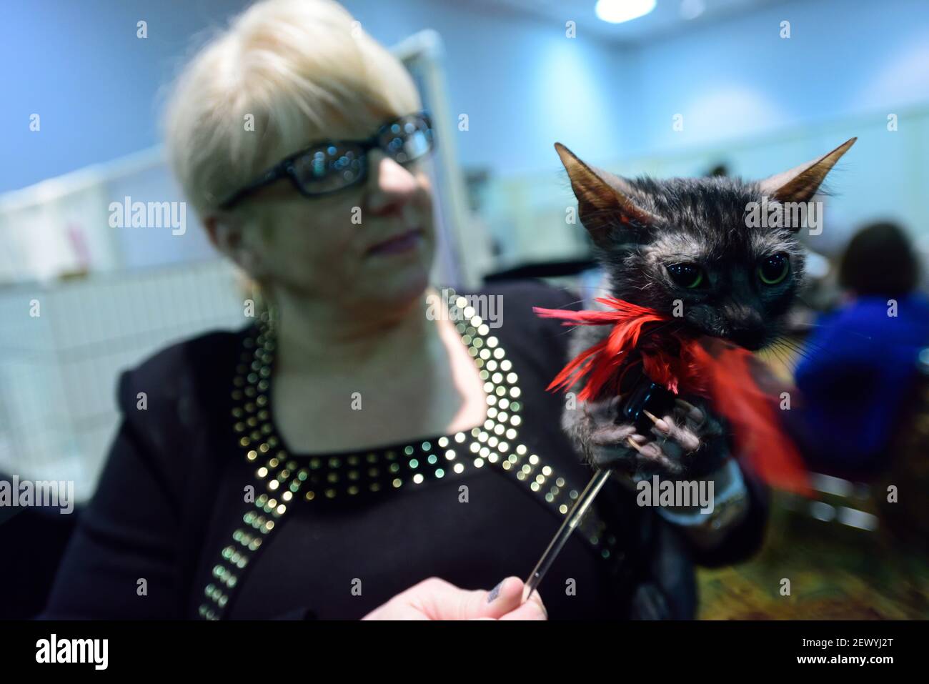 Brittney Gobble from Tennessee displays her Lykoi Wolfman Jack