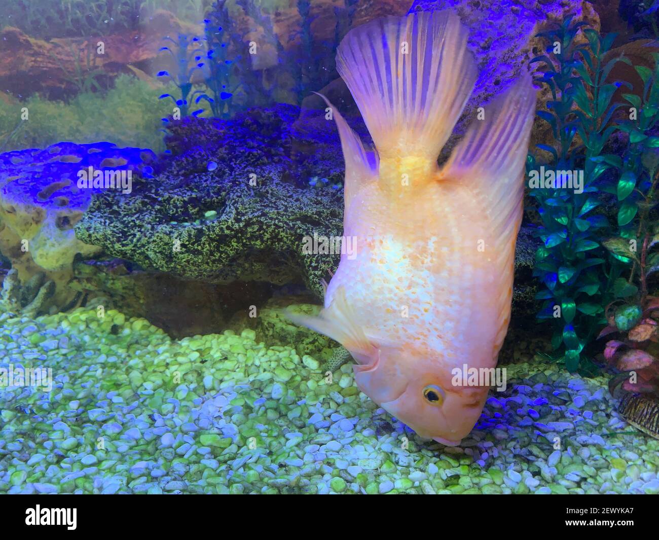 Picture of Goldfish in aquarium with decorations Stock Photo - Alamy