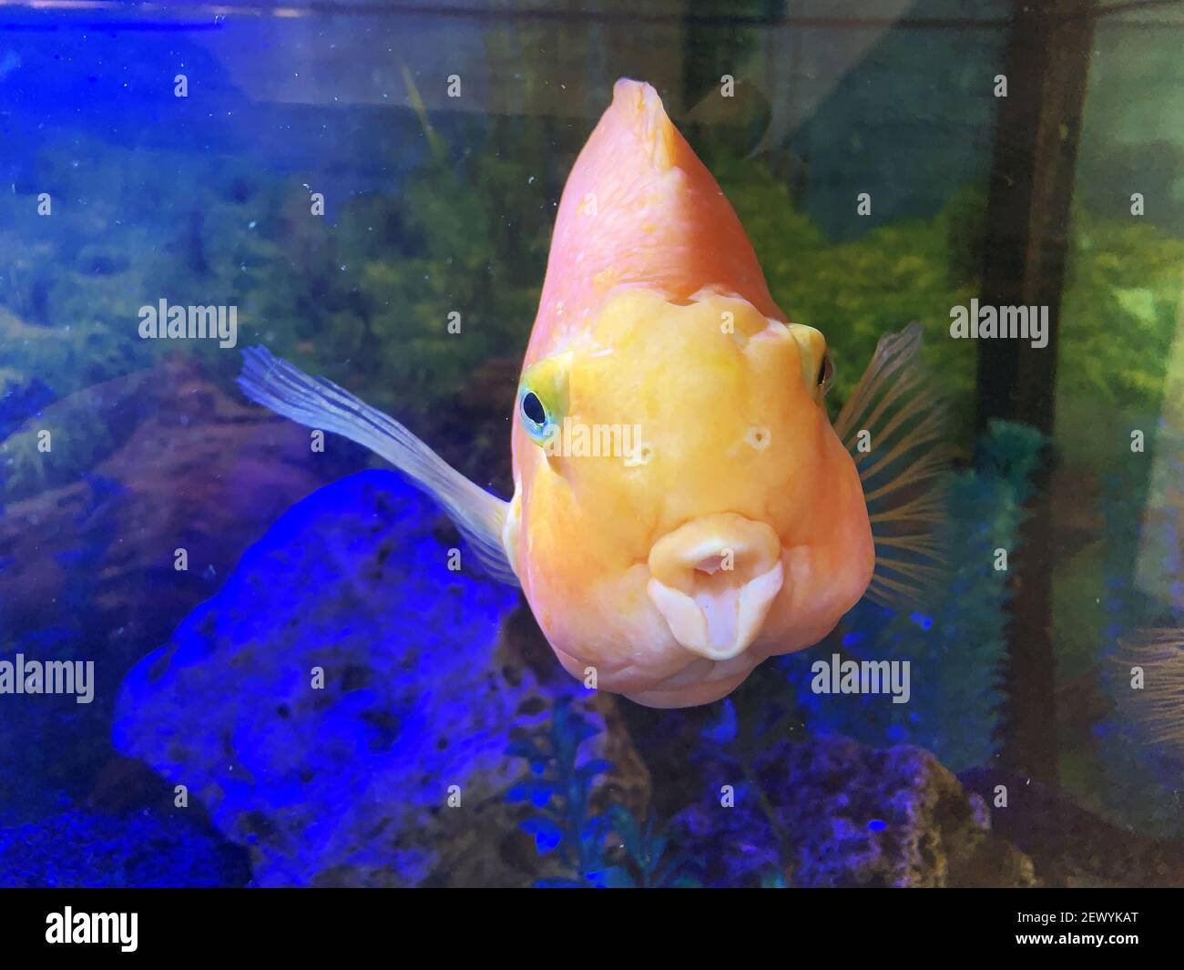 Goldfish in aquarium with decorations Stock Photo Alamy