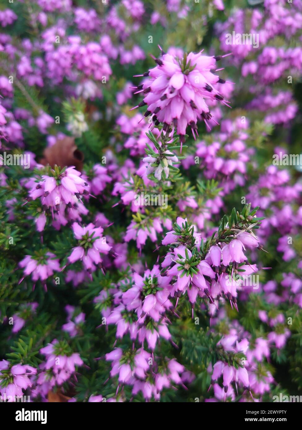 A vertical selective focus shot of purple erica flower Stock Photo