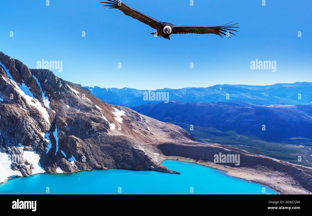 Andean Condor flying over mountains, Patagonia, Argentina Stock Photo