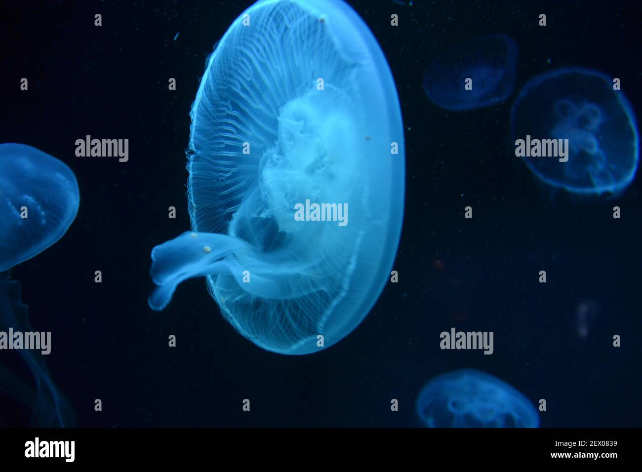 Illuminated Jellyfish in the dark Stock Photo