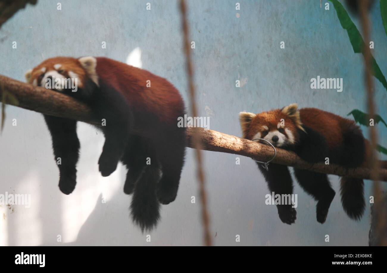 The red pandas are sleeping on shelf in Zhengzhou, Henan, China on 10th February, 2015 (Photo by Top Photo) *** Please Use Credit from Credit Field *** Stock Photo