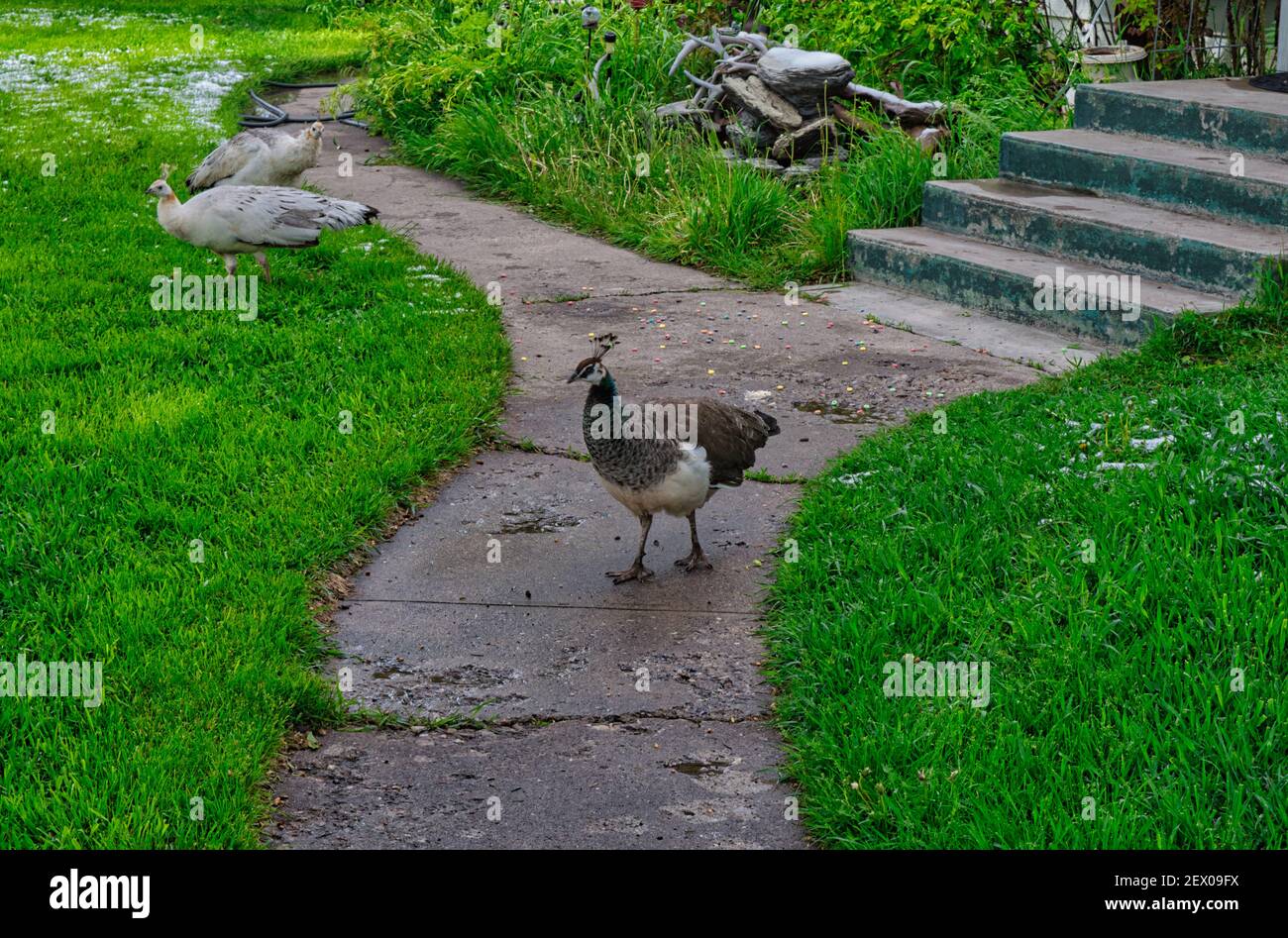 A natural view of Indian peafowls on a small pathway in a park Stock Photo