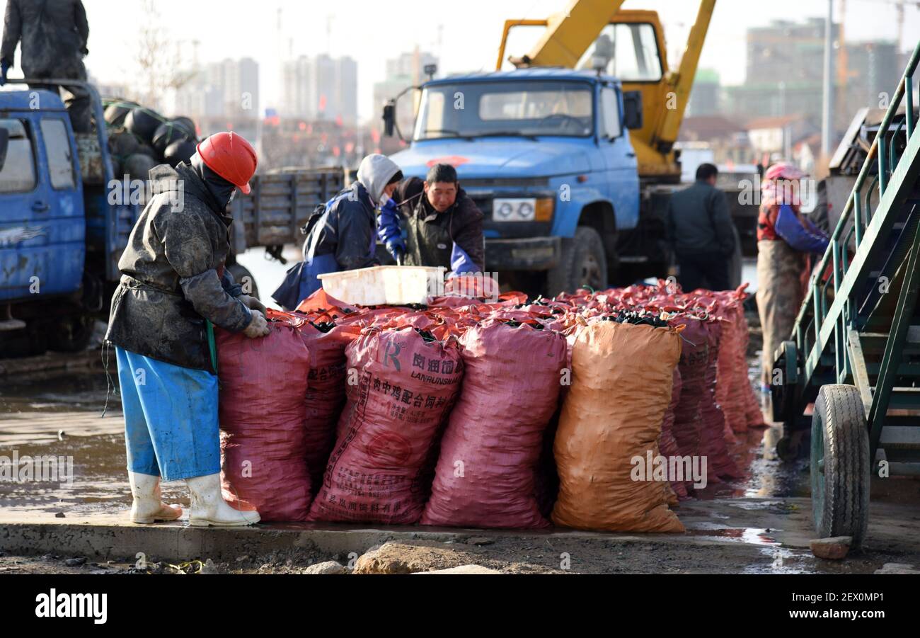 Rizhao, China's Shandong Province. 3rd Mar, 2021. Workers pack mussels at a port in Rizhao, east China's Shandong Province, March 3, 2021. With an annual yield of two hundred million kilograms, mussels produced from Rizhao accounts for over 60 percent market share in China. Credit: Wang Kai/Xinhua/Alamy Live News Stock Photo