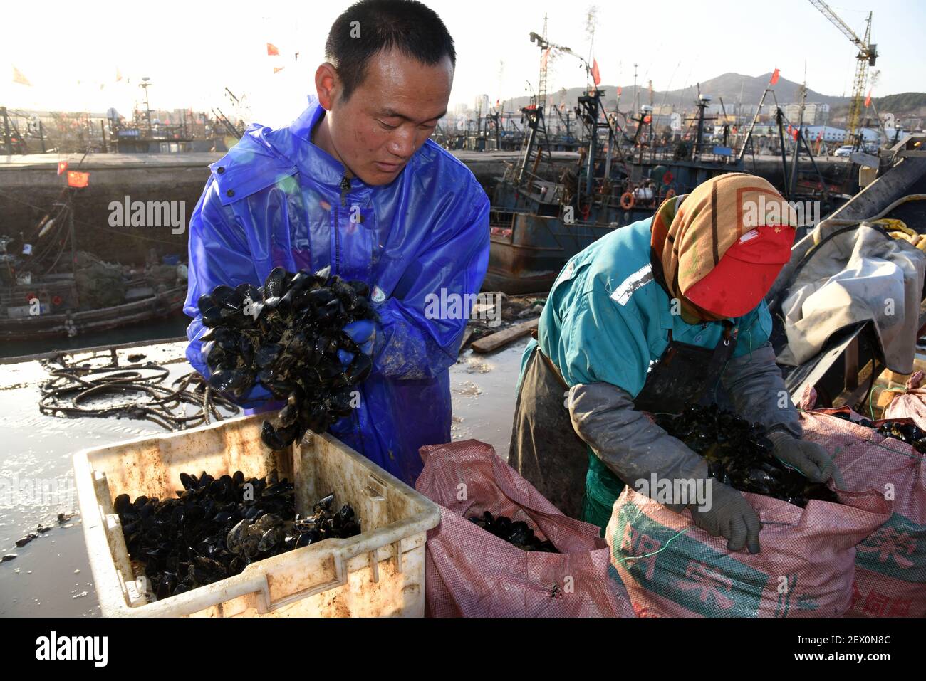 Rizhao, China's Shandong Province. 3rd Mar, 2021. Workers pack mussels at a port in Rizhao, east China's Shandong Province, March 3, 2021. With an annual yield of two hundred million kilograms, mussels produced from Rizhao accounts for over 60 percent market share in China. Credit: Wang Kai/Xinhua/Alamy Live News Stock Photo