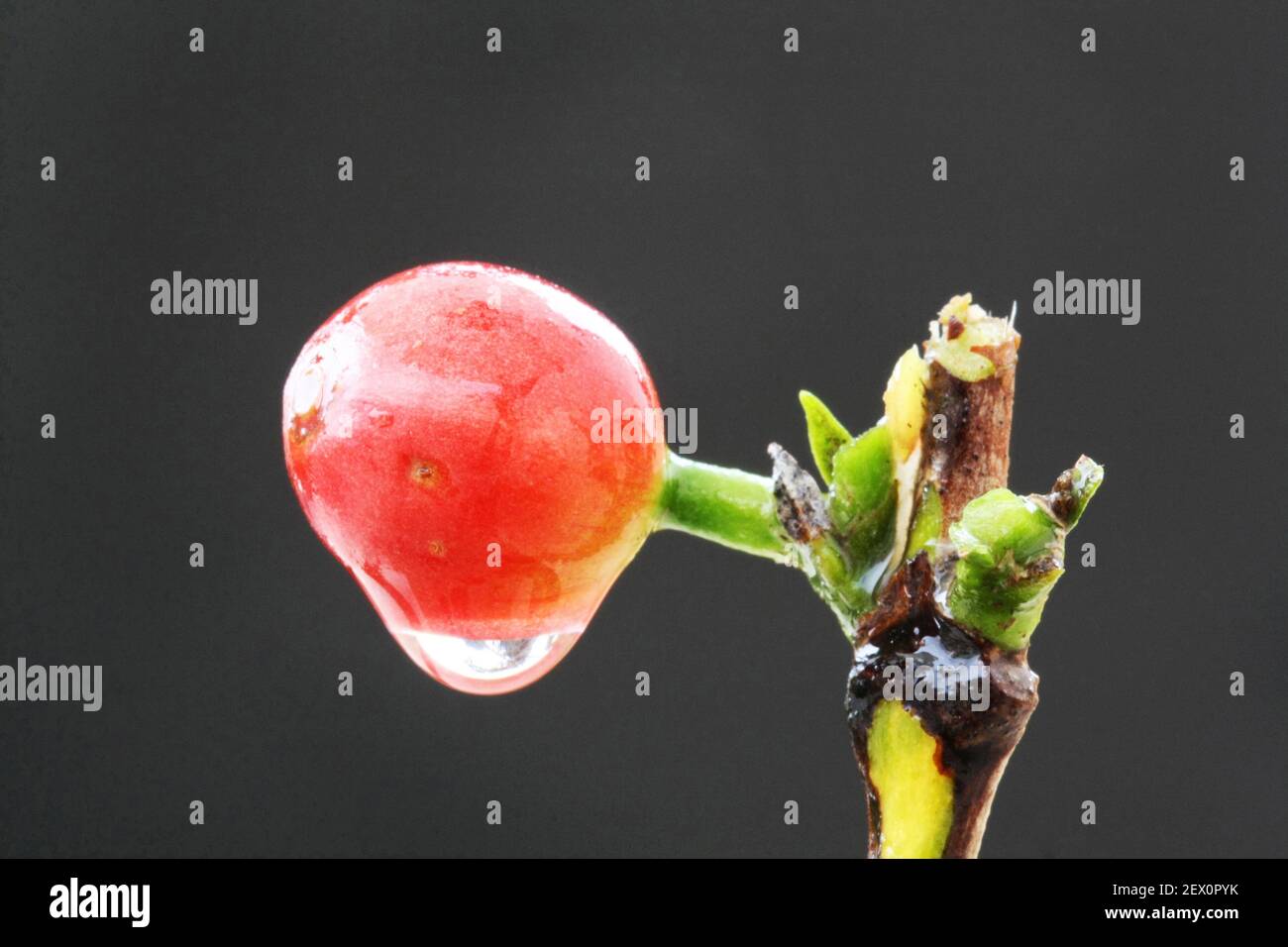 Kaffeebeeren Stock Photo