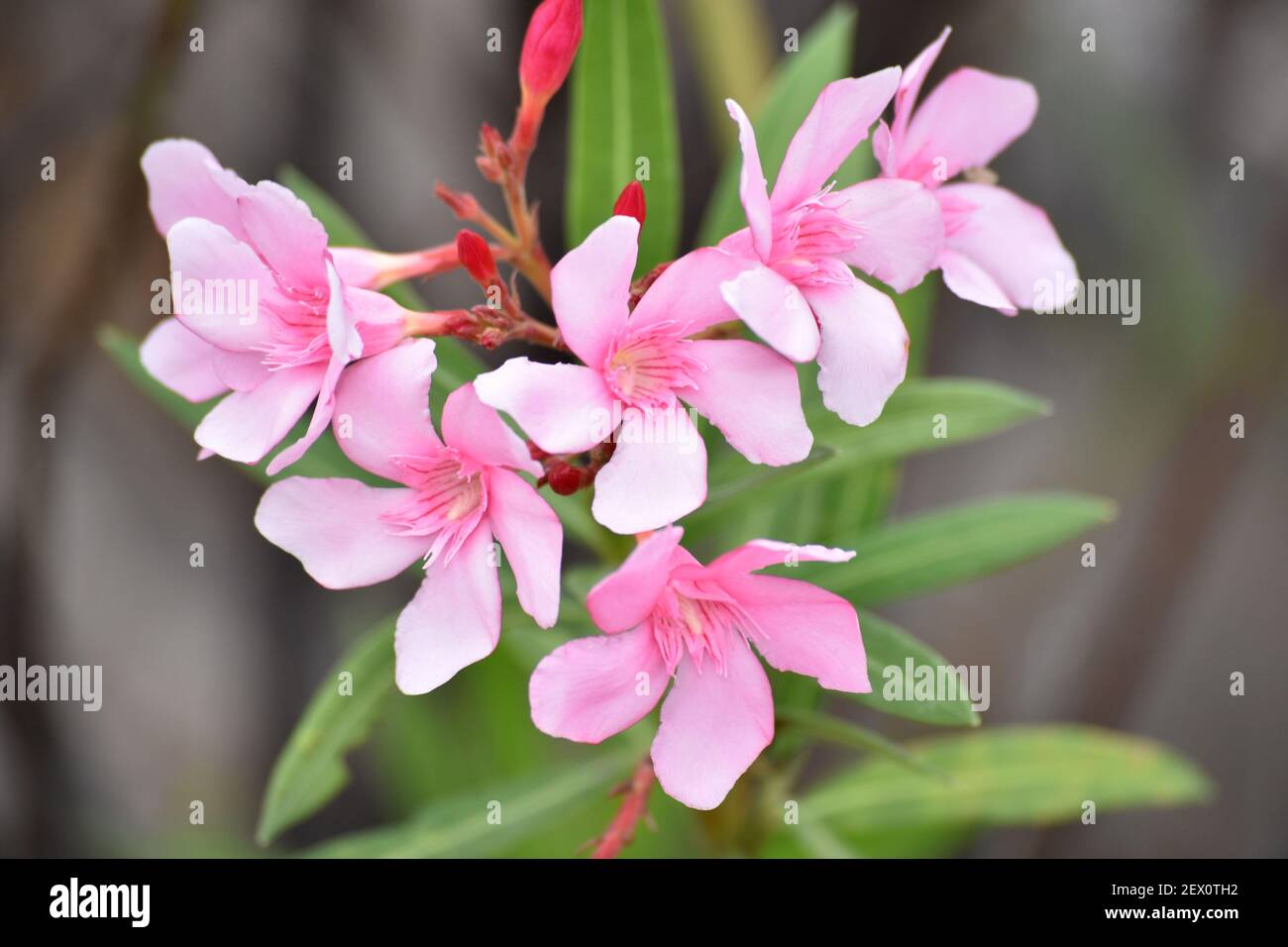 Kaner flowers commonly known as Nerium or oleander. Superficial resemblance to the unrelated olive Olea. Pune, Maharashtra, India. Stock Photo