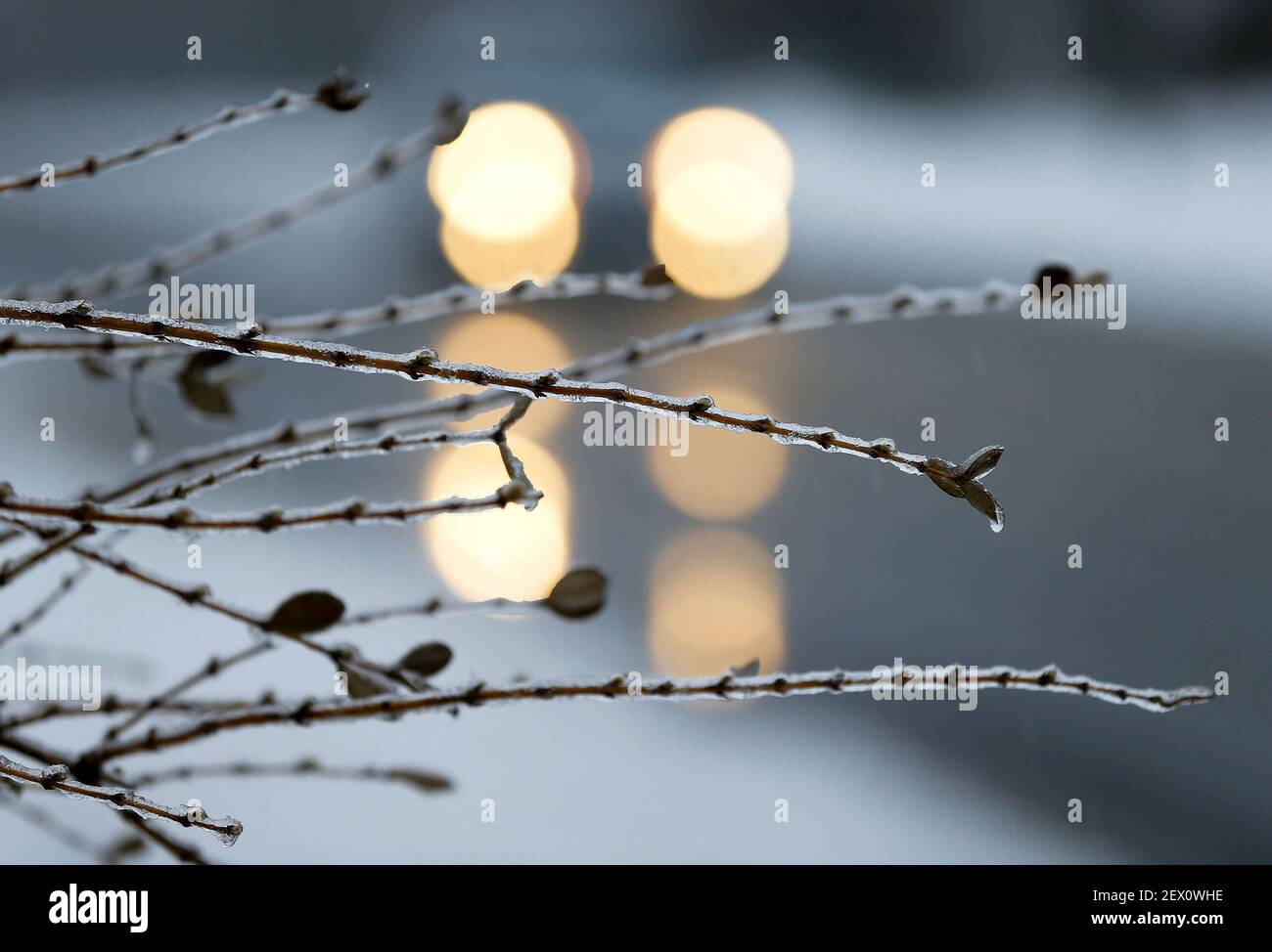 A car's headlights illuminates ice-covered branches in Lexington, Ky., on Saturday, Feb. 21, 2015, as the third winter storm of the week to crosses Kentucky. (Photo by Charles Bertram/Lexington Herald-Leader/TNS) *** Please Use Credit from Credit Field *** Stock Photo