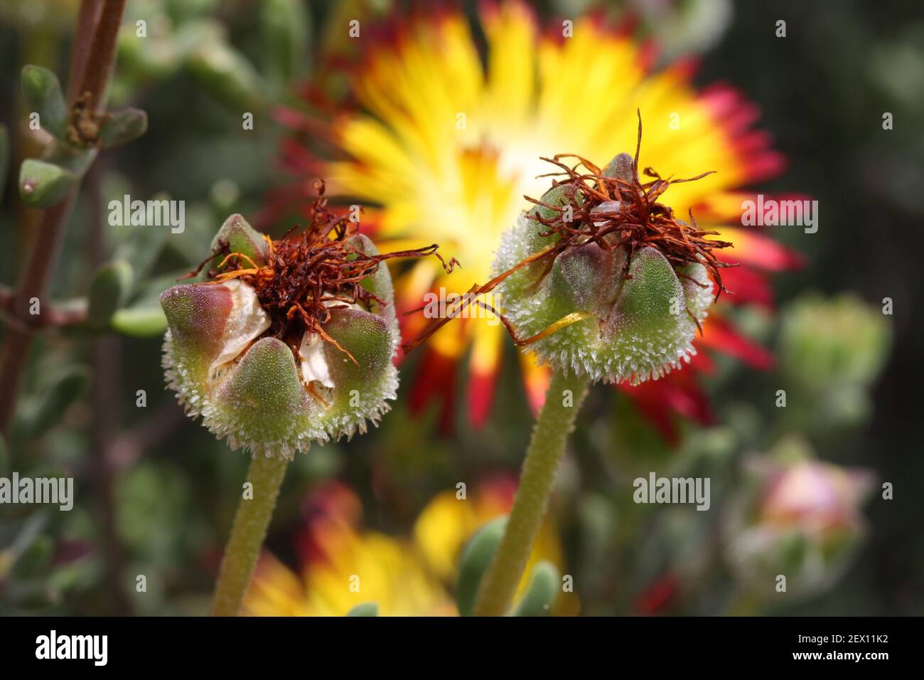 Mittagsblume drosanthemum bicolor Stock Photo