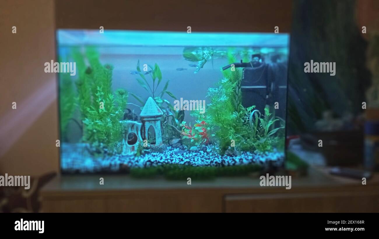 Beautiful aquarium at night with lighting on the table in the room