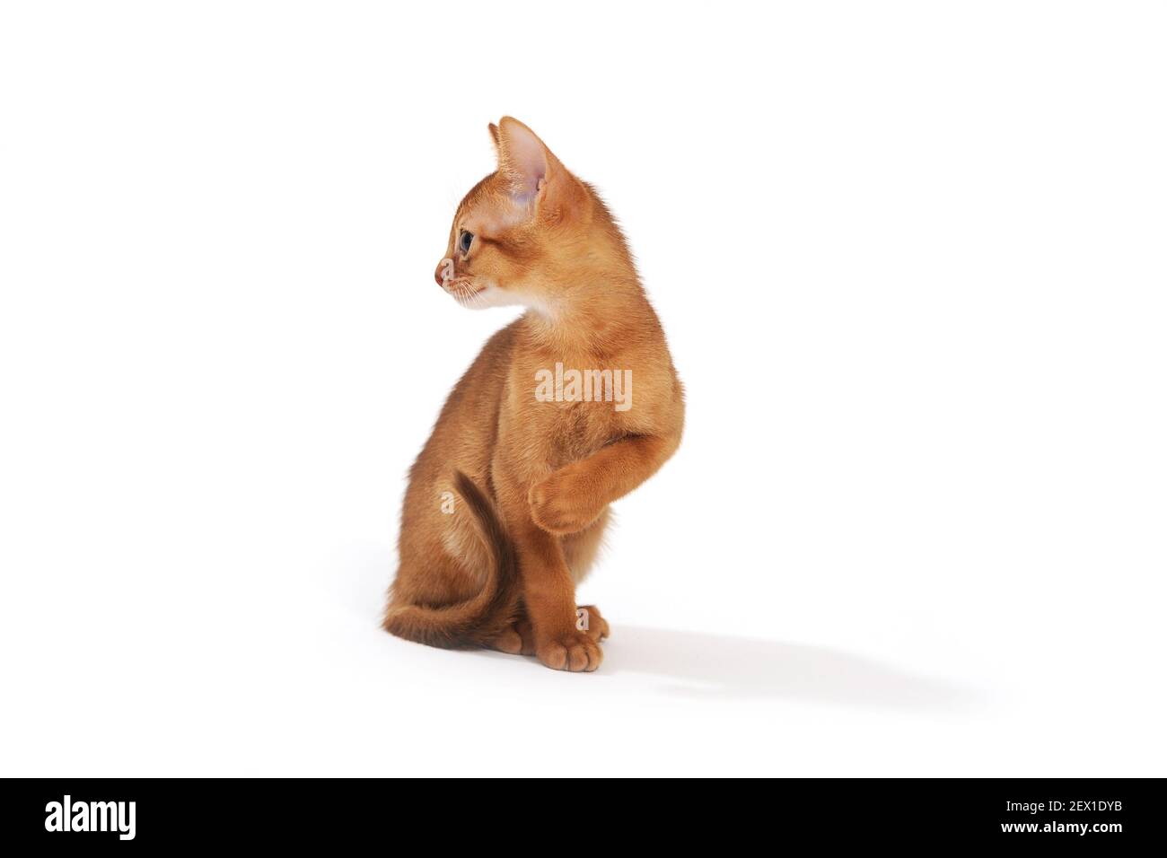 Abyssinian ginger cat sits and raises its paw on a white background