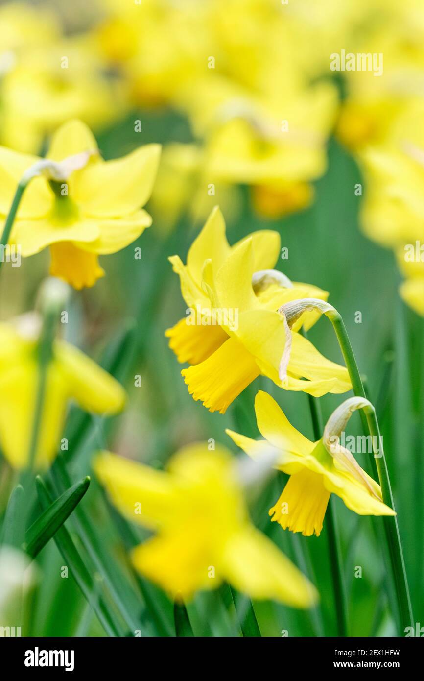 Narcissus 'Larkwhistle'. Daffodil 'Larkwhistle'. Vibrant yellow daffodils in early spring. Stock Photo