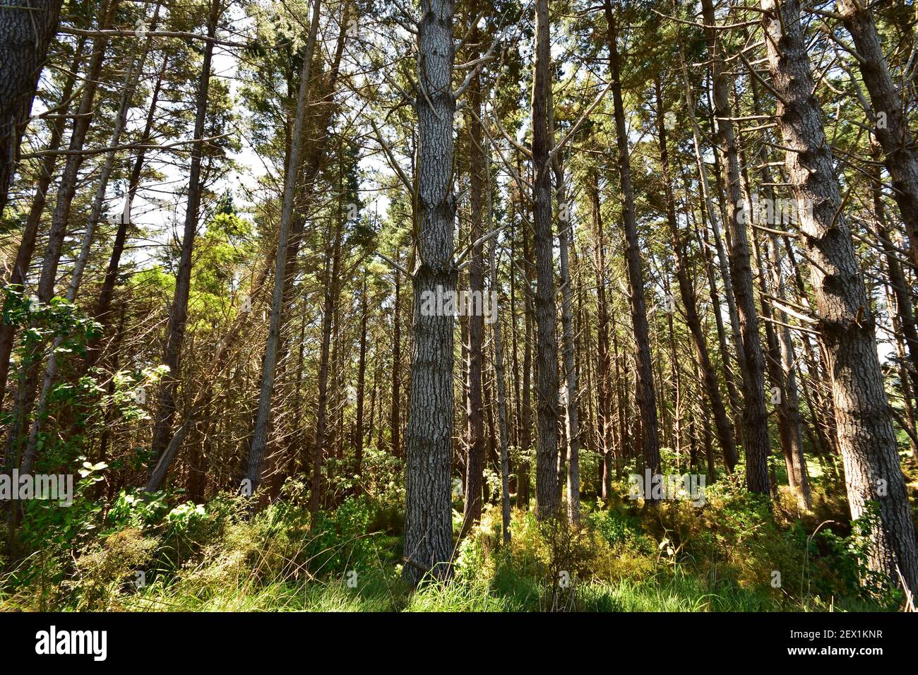 Fast growing pine forest artificially planted for timber industry. Stock Photo