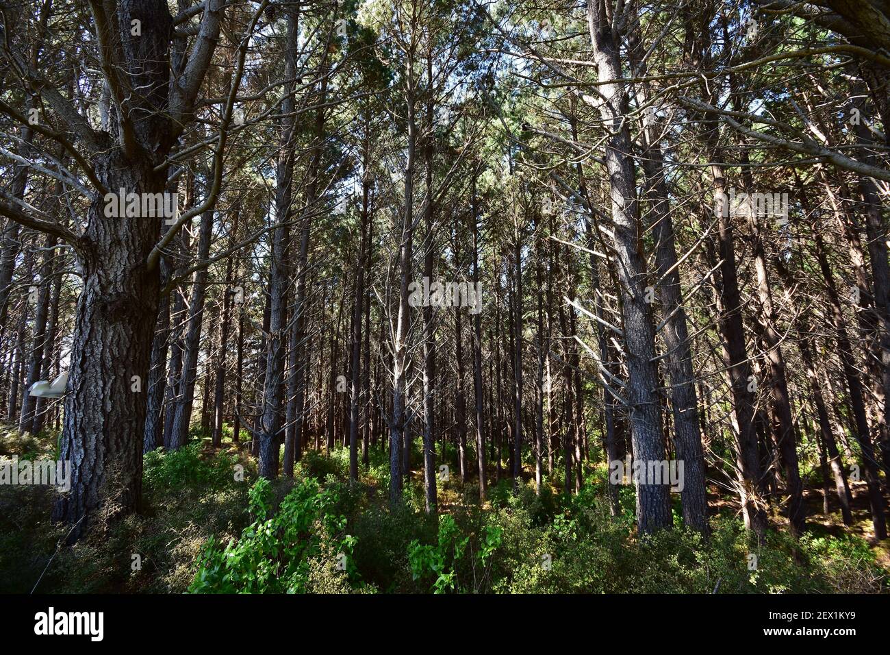 Field or forest of fast growing artificially planted pine trees for timber industry. Stock Photo