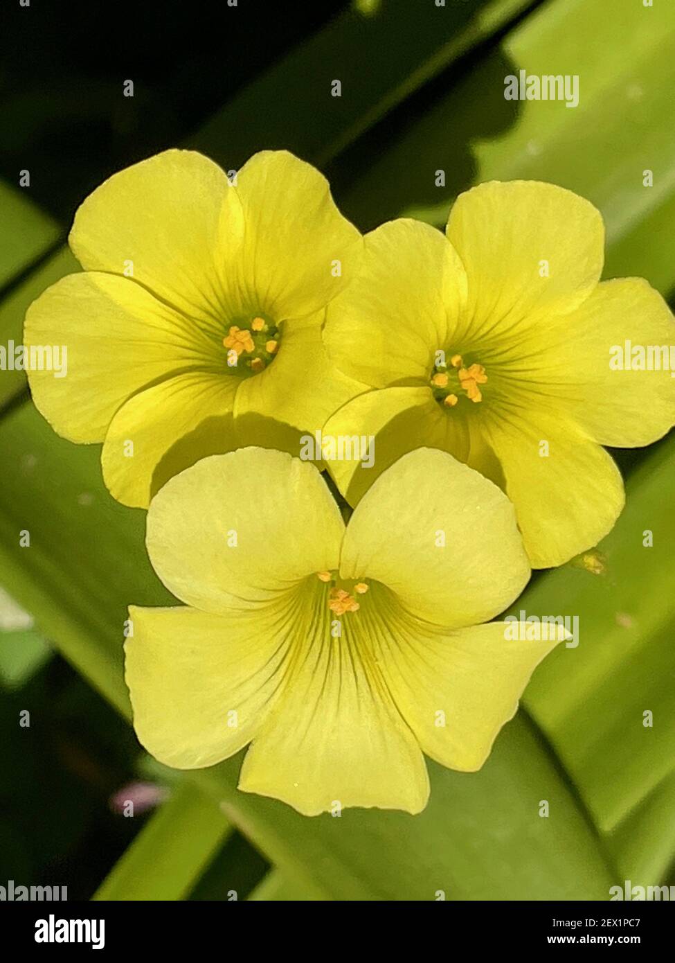 A closeup shot of beautiful common yellow oxalis flowers with sunlit