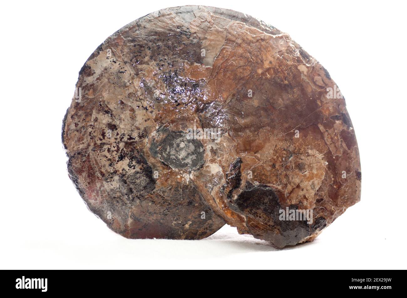 colorful ammonite crystal shell fossil in sedimentary rock Stock Photo