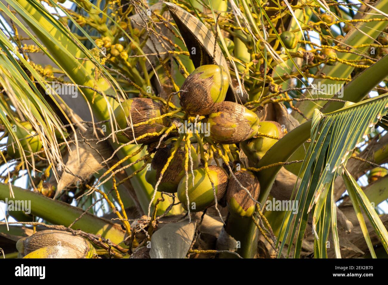 Closeup shot tree leaf hi-res stock photography and images - Alamy
