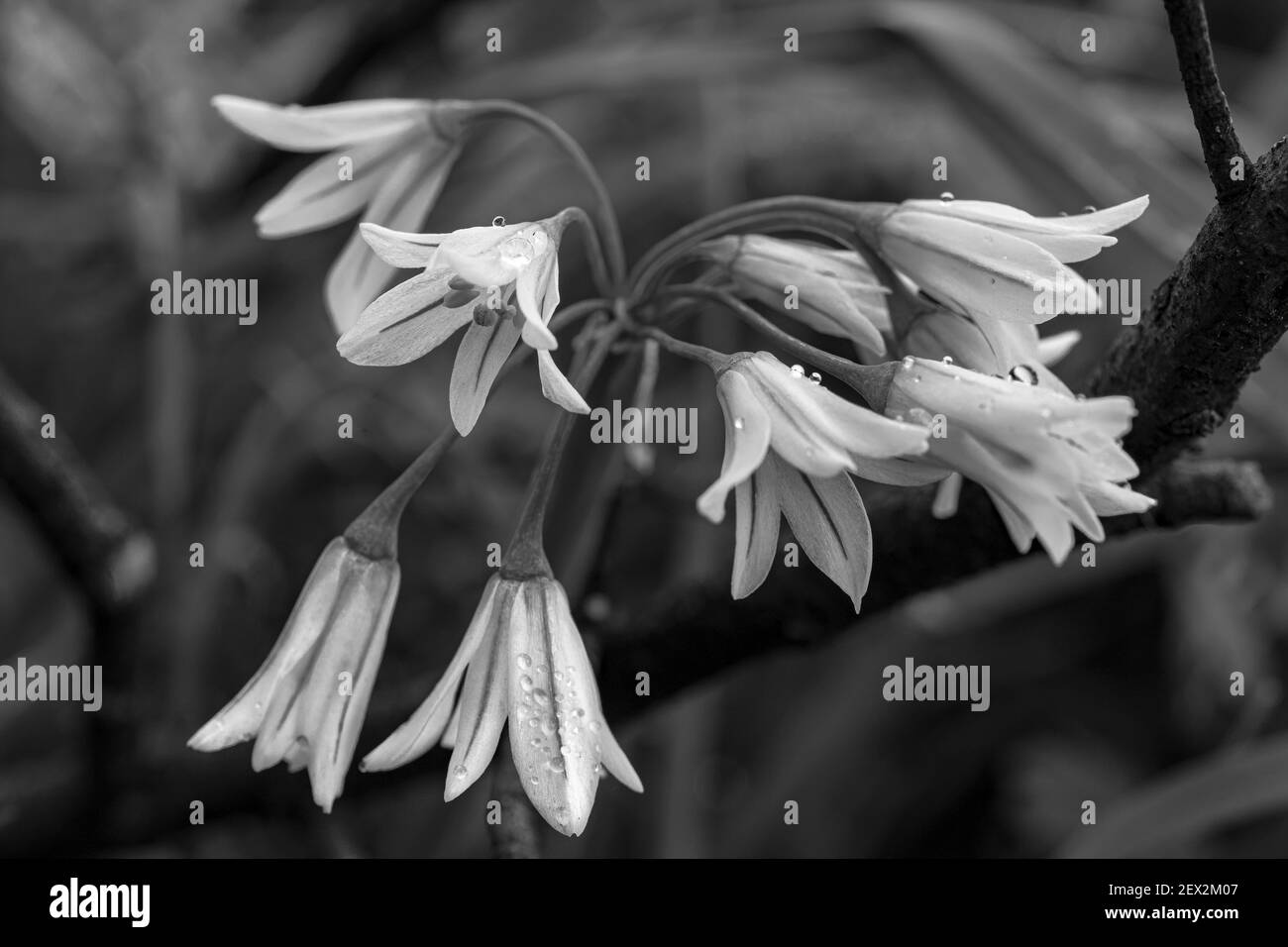 Allium triquetrum. Common plant found in the Mediterranean basin. Graphic processing in black and white. Stock Photo