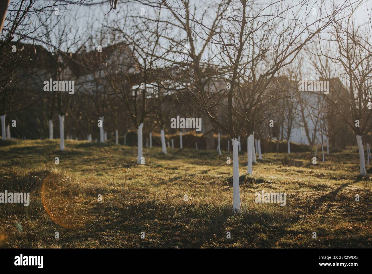 The trees in a park with whitepainted trunks Stock Photo Alamy