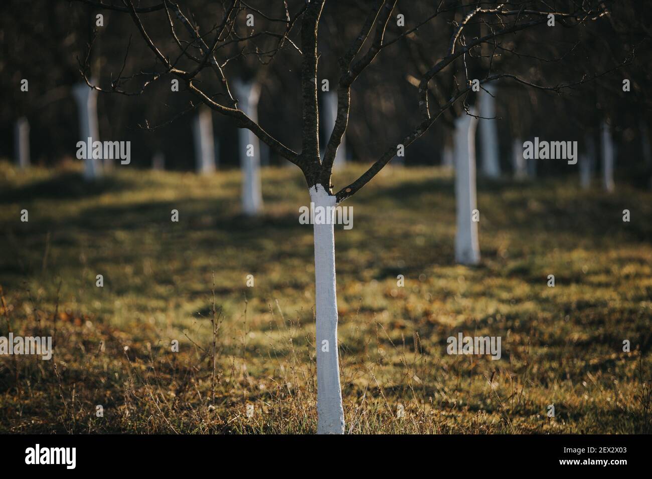 The trees in a park with whitepainted trunks Stock Photo Alamy