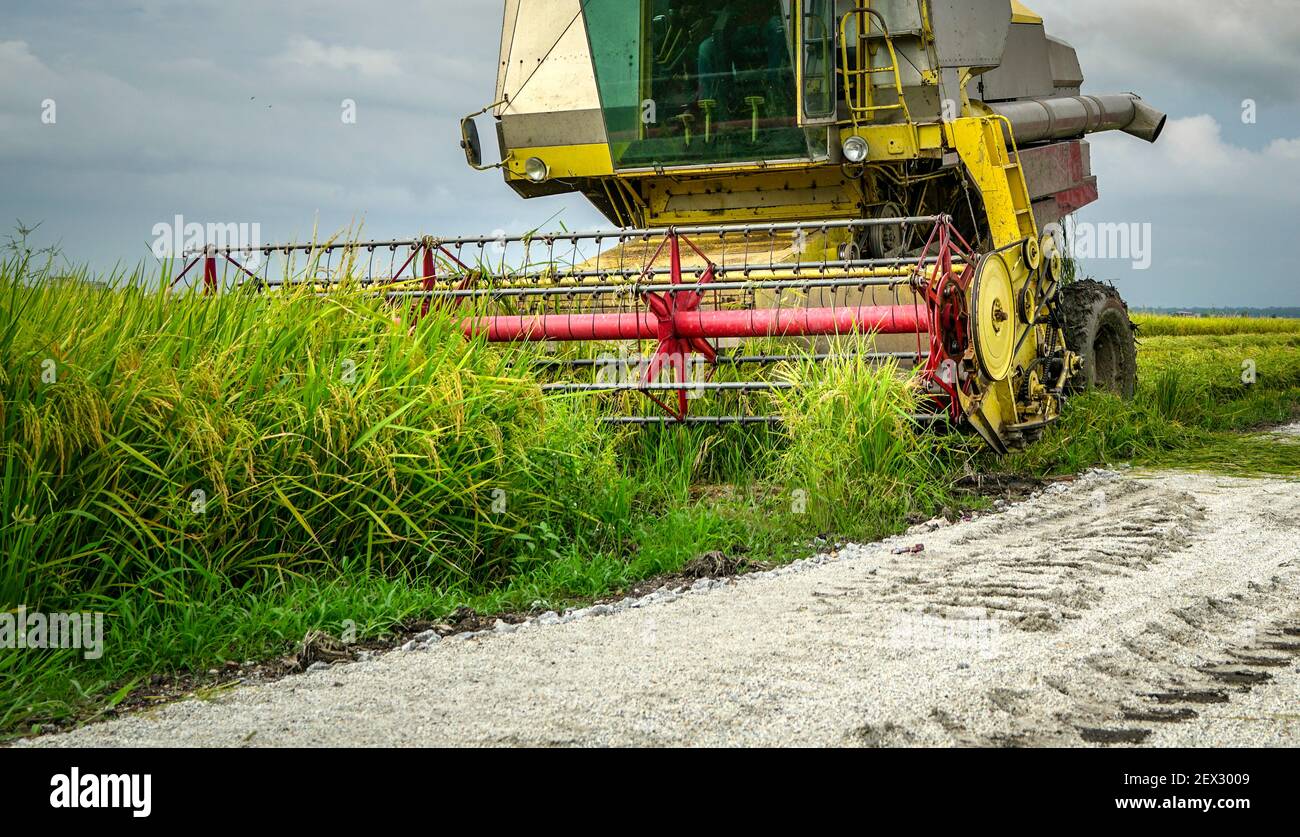 Harvesting paddy using machine. Close up view. Stock Photo