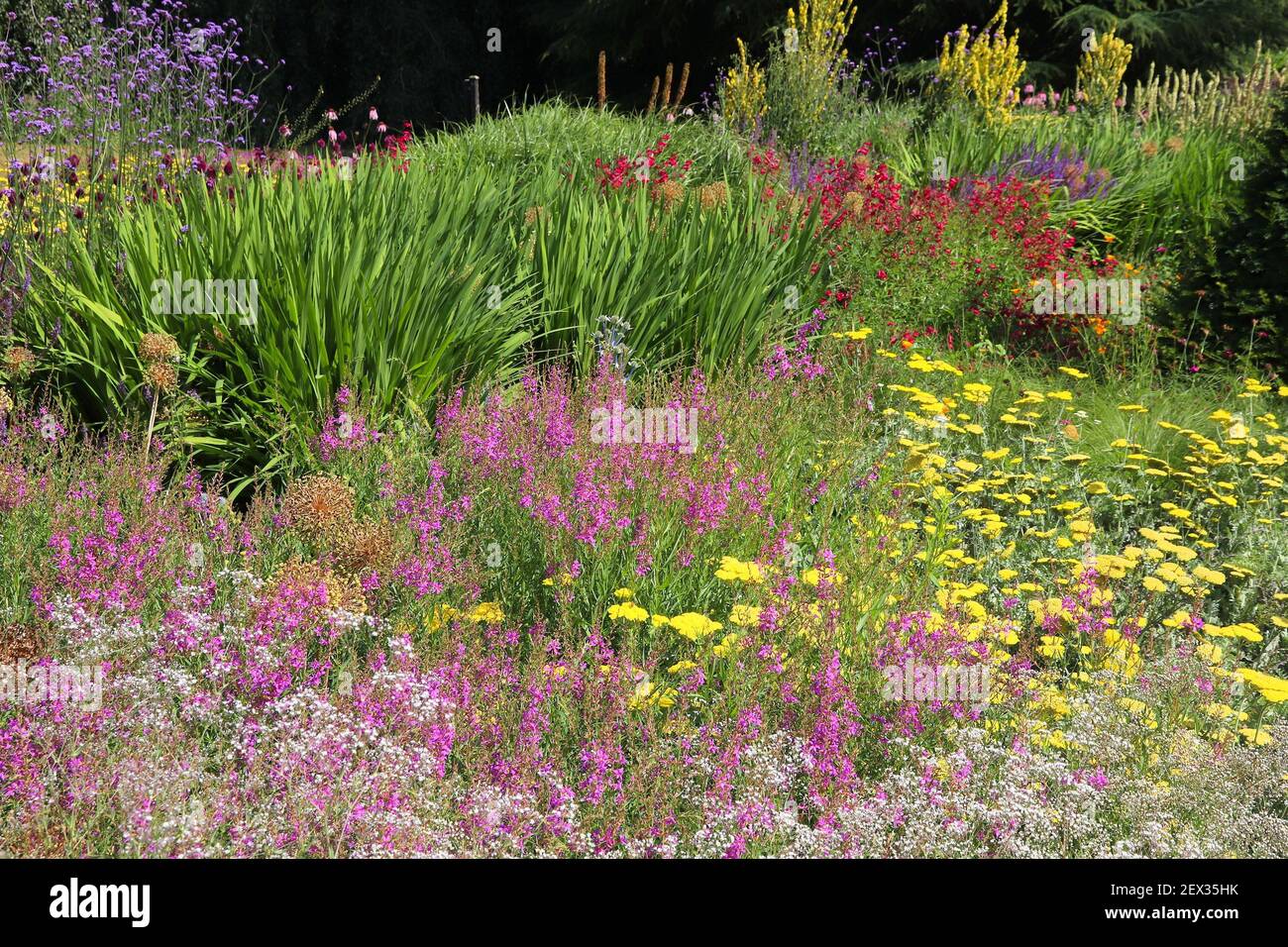 Colorful flowering plants hi-res stock photography and images - Alamy