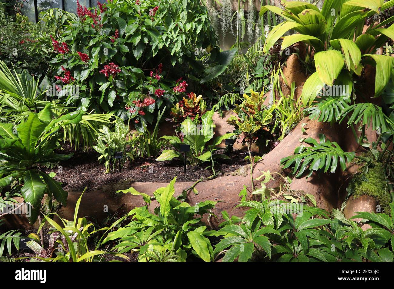 Tropical plants background hi-res stock photography and images - Alamy