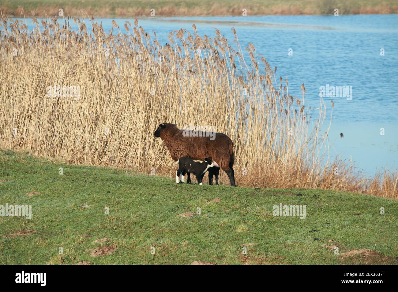 Brown sheep with two lambs walking on a dike Stock Photo