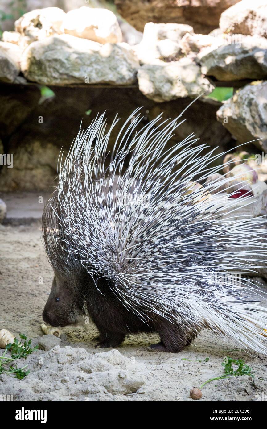Spiky Indian Crested Porcupine ((Hystrix indica) standing on Sandy Ground. Stock Photo